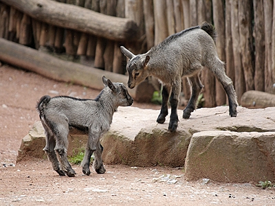 Afrikanische Zwergziegen im Zoom 			Erlebniswelt Afrika