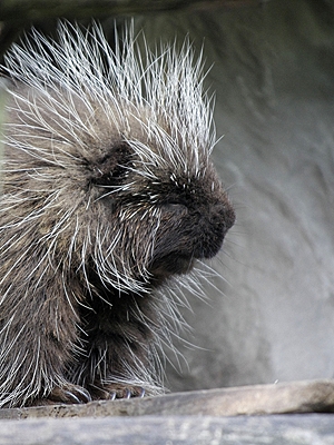 Baumstachler im Zoom 				Erlebniswelt Alaska