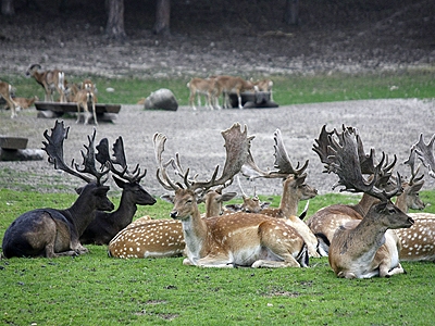 Damwild im Wildpark Johannismuehle
