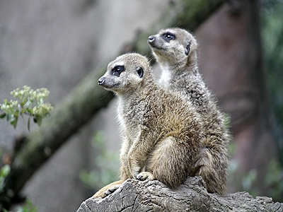 Erdmaennchen im Zoom Erlebniswelt Afrika