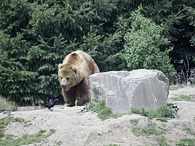 Kamschatkabaer im Zoom 			Erlebniswelt Alaska