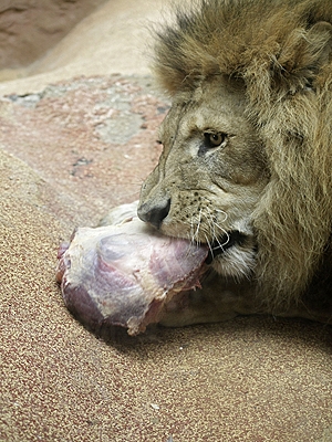 Loewe im Zoom Erlebniswelt Afrika