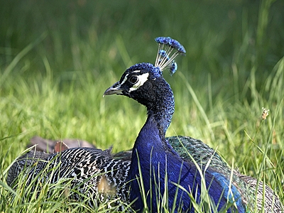 Pfau auf der Pfaueninsel