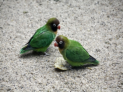 Russkoepfchen im Zoom 				Erlebniswelt Afrika