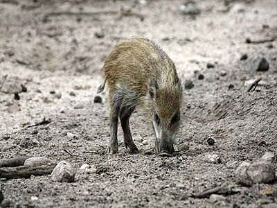 Schwarzwild im Wildpark 				Johannismuehle
