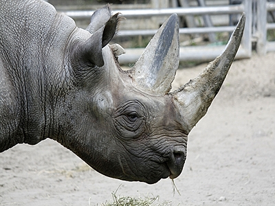 Spitzmaulnashorn im Berliner 		Zoo