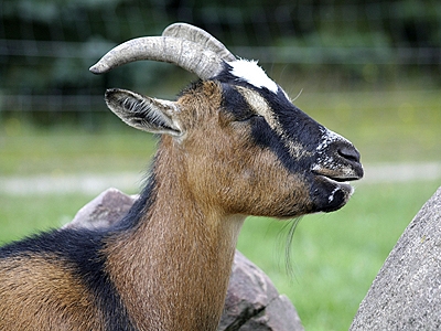 Im Streichelzoo im Wildpark 			Johannismuehle